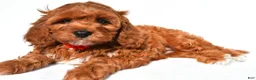 Cavapoo dogs for sale: Jana - Ad 1