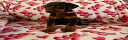 Doberman Pinscher dogs for sale: Apollo- NOT AMISH - Ad 1