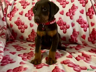 Doberman Pinscher dogs Apollo- NOT AMISH - Ad 3