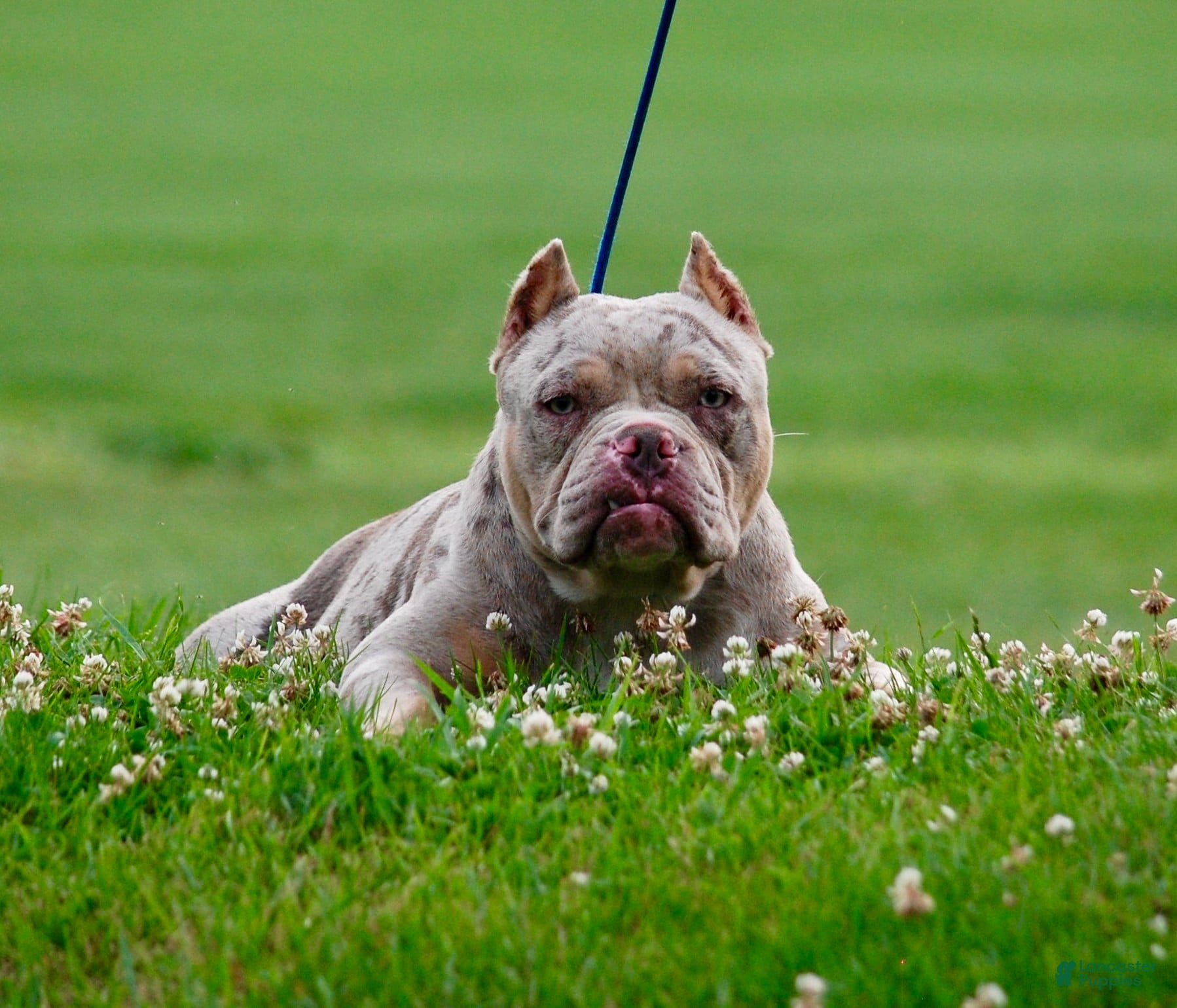 American Bully dogs One percent  - Ad 8