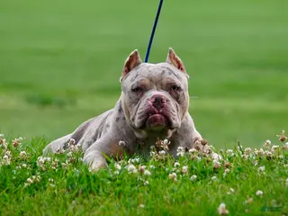 American Bully dogs One percent - Ad 8