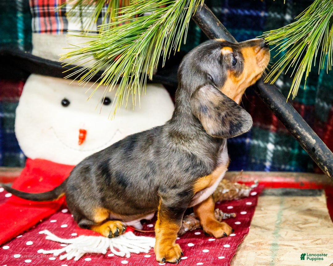 Miniature Dachshund dogs for sale: Stevie - Ad 6
