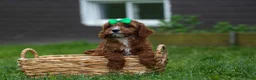 Cavapoo dogs for sale: OLLIE - Ad 3