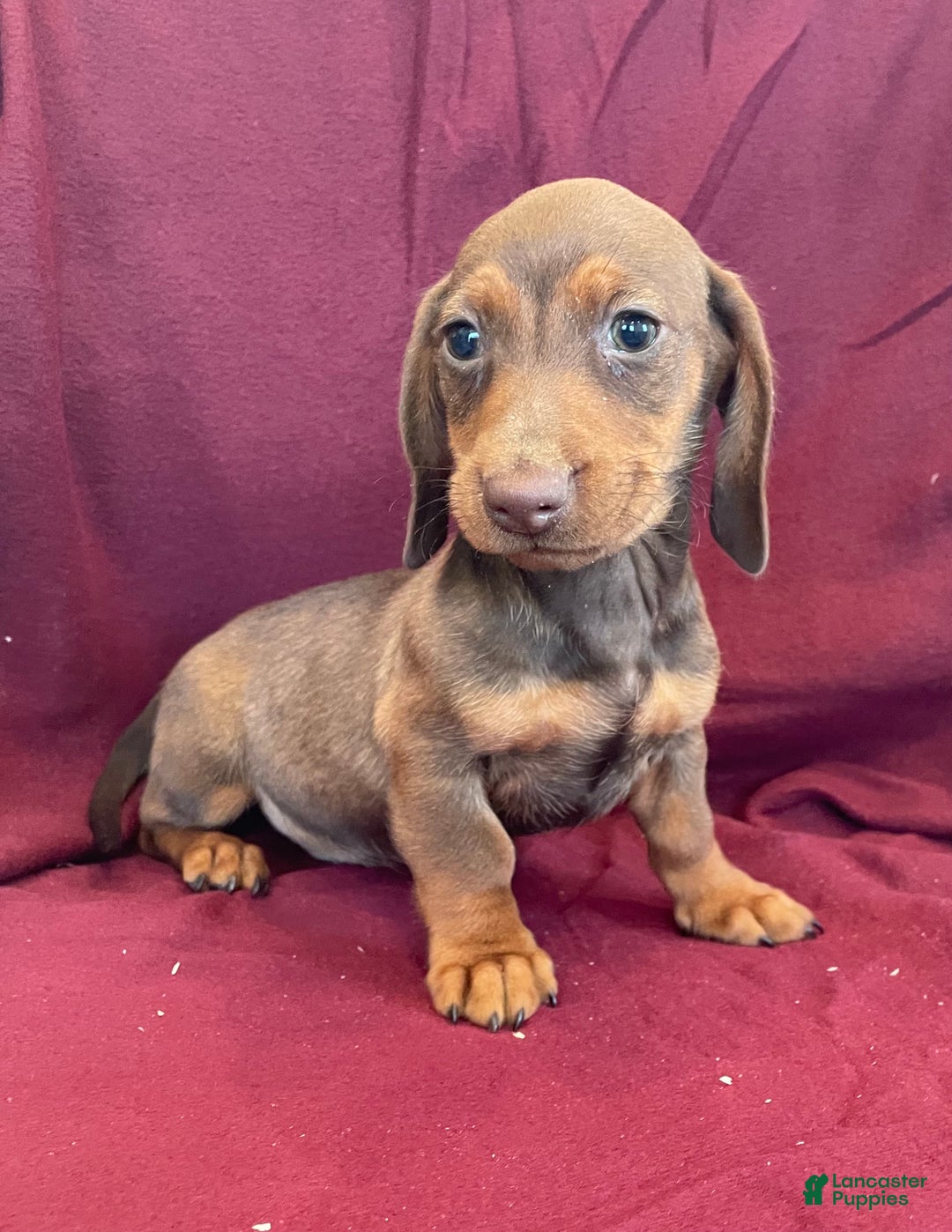 Miniature Dachshund dogs for sale: Davy - Ad 3