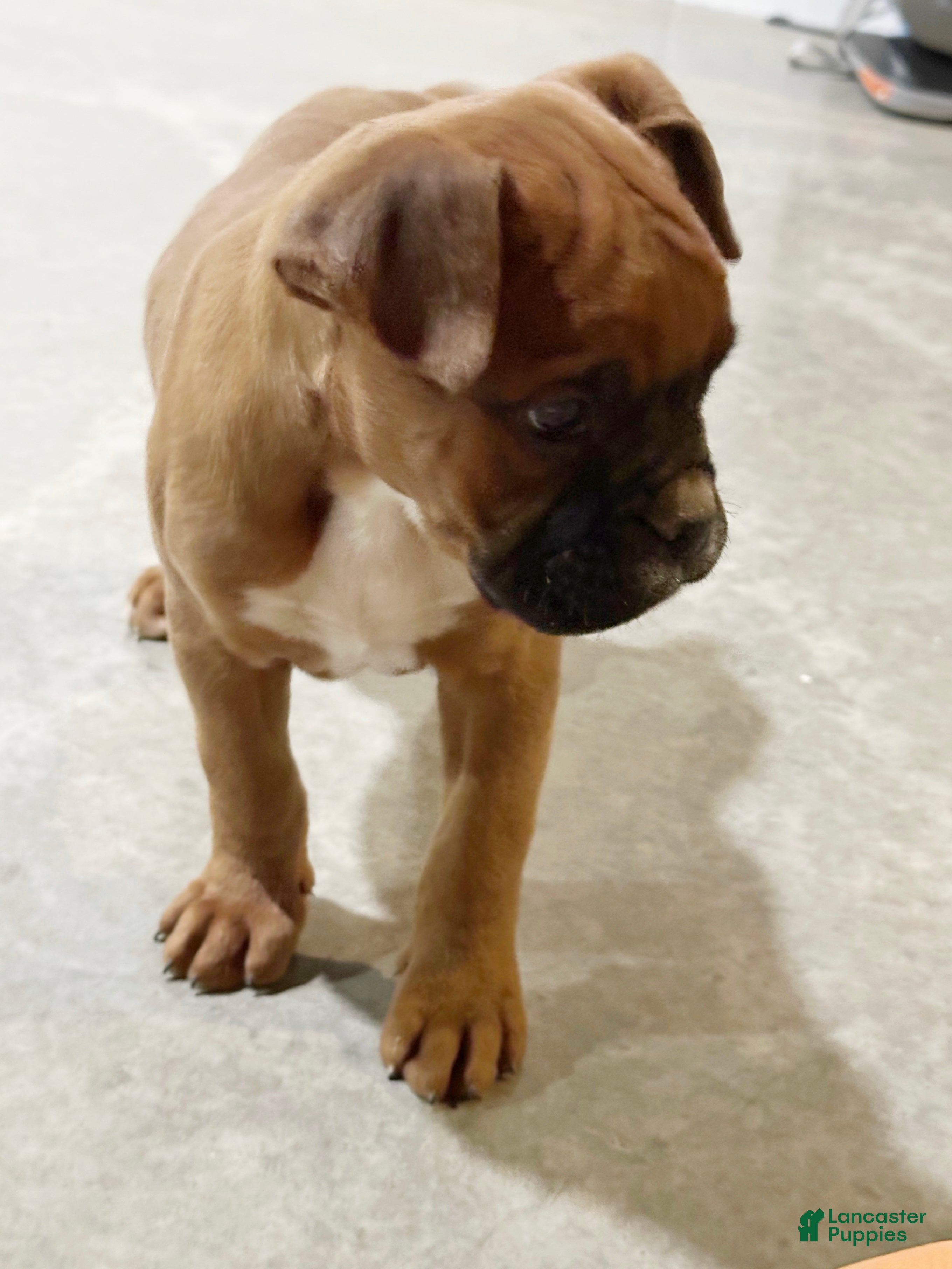 Boxer dogs Hank - Ad 10