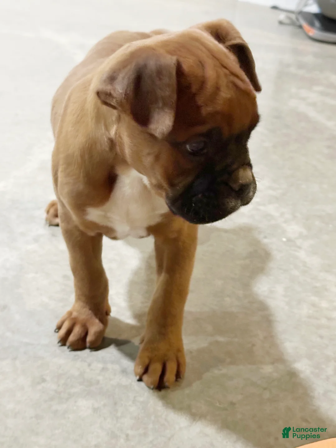 Boxer dogs for sale: Hank - Ad 1