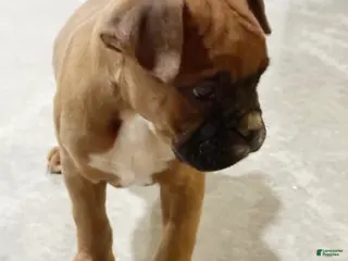 Boxer dogs Hank - Ad 10