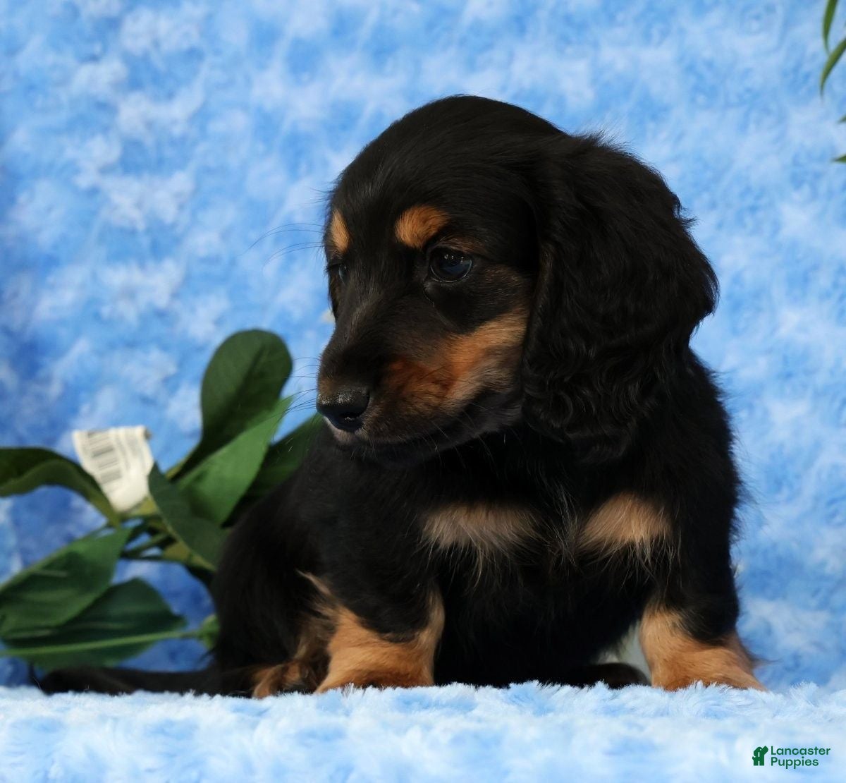 Miniature Dachshund dogs for sale: Samson - Ad 8