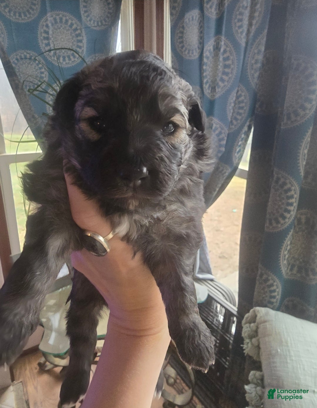 Mixed Breed dogs Eclipsa  - Ad 8