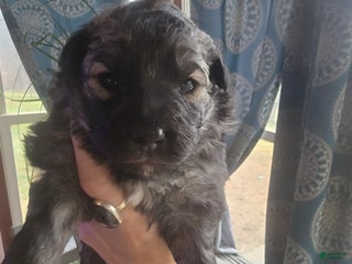 Mixed Breed dogs Eclipsa - Ad 2