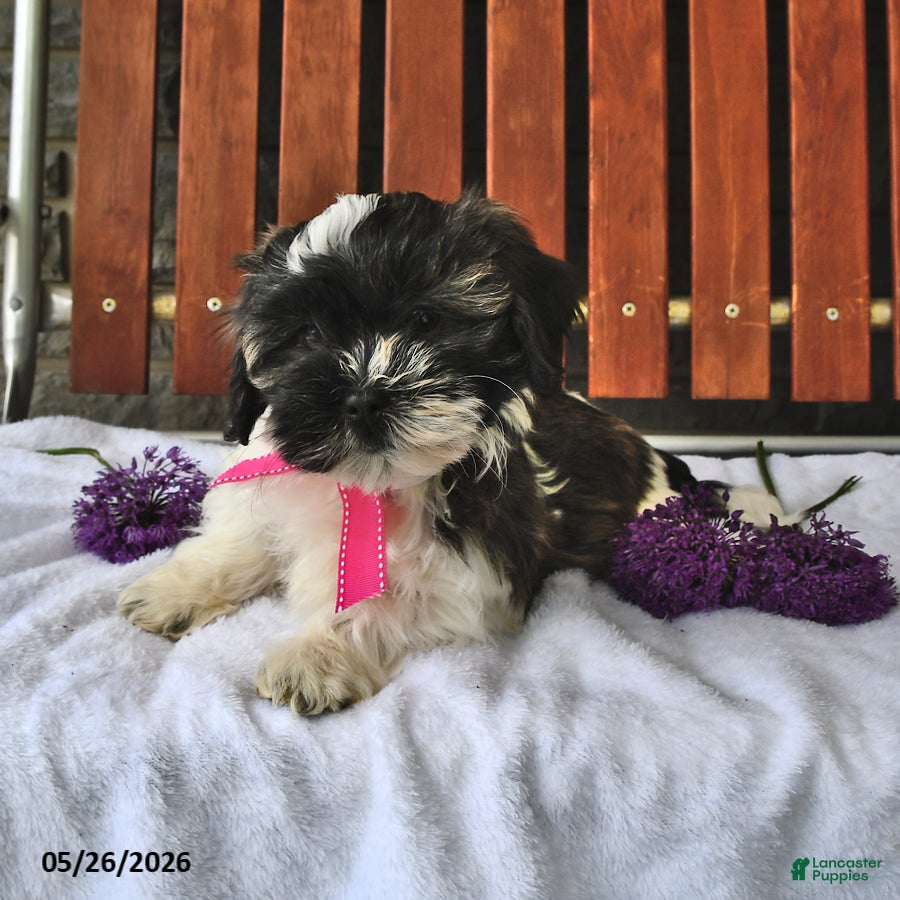 Teddy Bear dogs Aurora - Ad 2