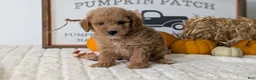 Mini Goldendoodle dogs for sale: Duke - Ad 3