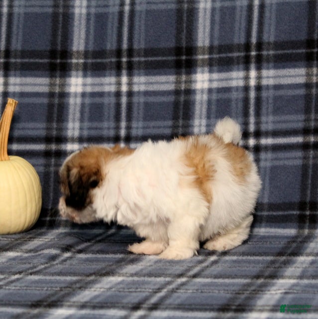 Teddy Bear dogs for sale: Kayla - Ad 2