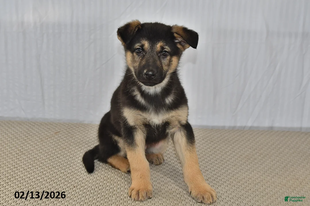 German Shepherd dogs for sale: Chad - Ad 1
