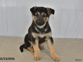 German Shepherd dogs Chad - Ad 34