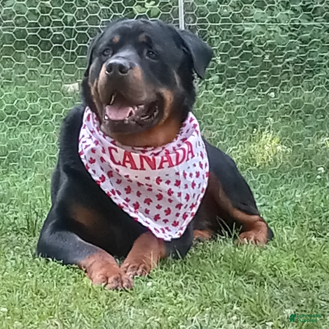 Rottweiler dogs for sale: Rottweiler Puppy 7 - Ad 8