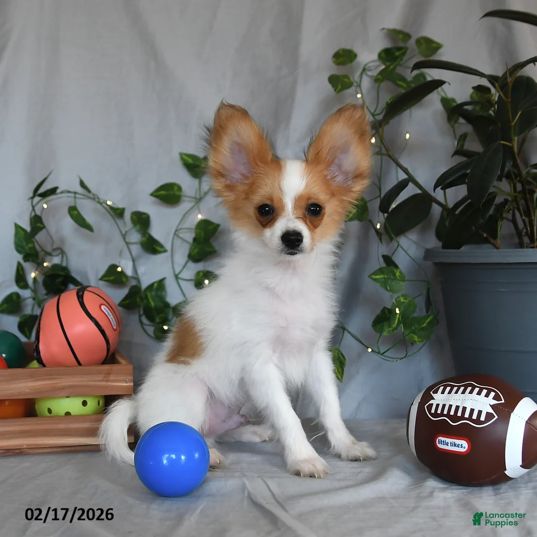 Papillon dogs for sale: Nobel - Ad 5