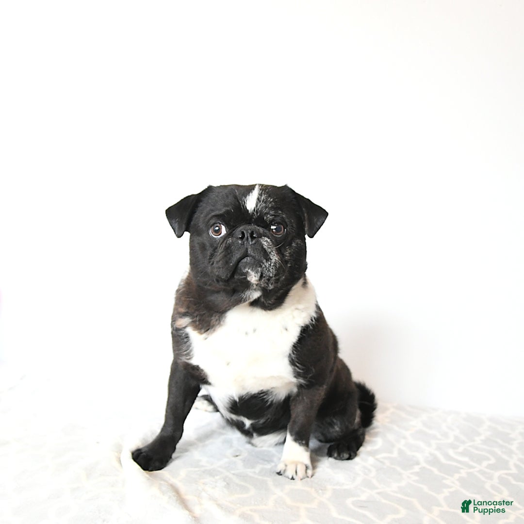 Puggle dogs for sale: Gemma - Ad 7