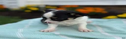 Chihuahua dogs for sale: Tiny - Ad 9