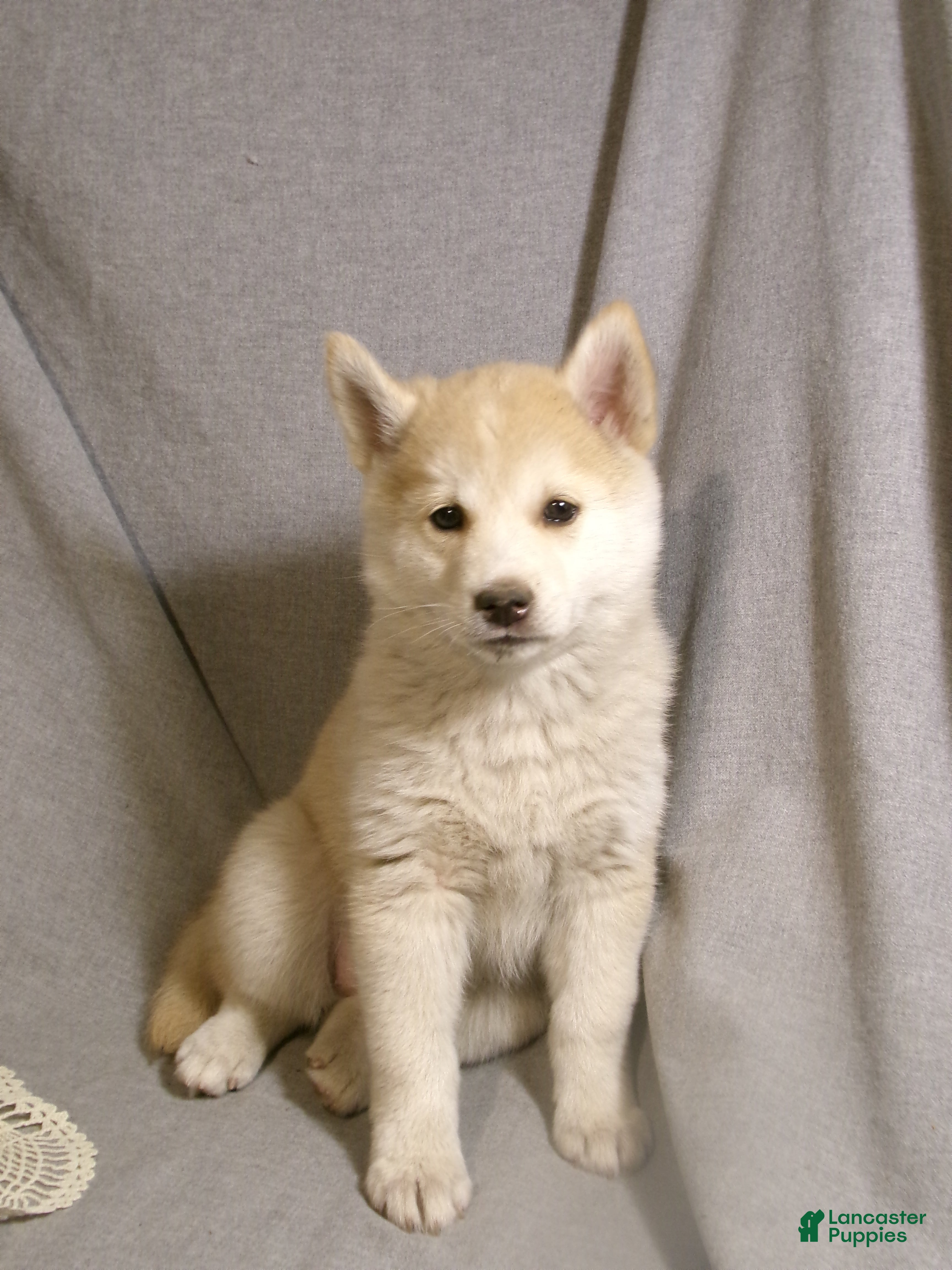 Pomsky dogs Ava - Ad 2
