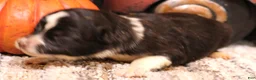 Toy Australian Shepherd dogs for sale: Ivy black tri f - Ad 1