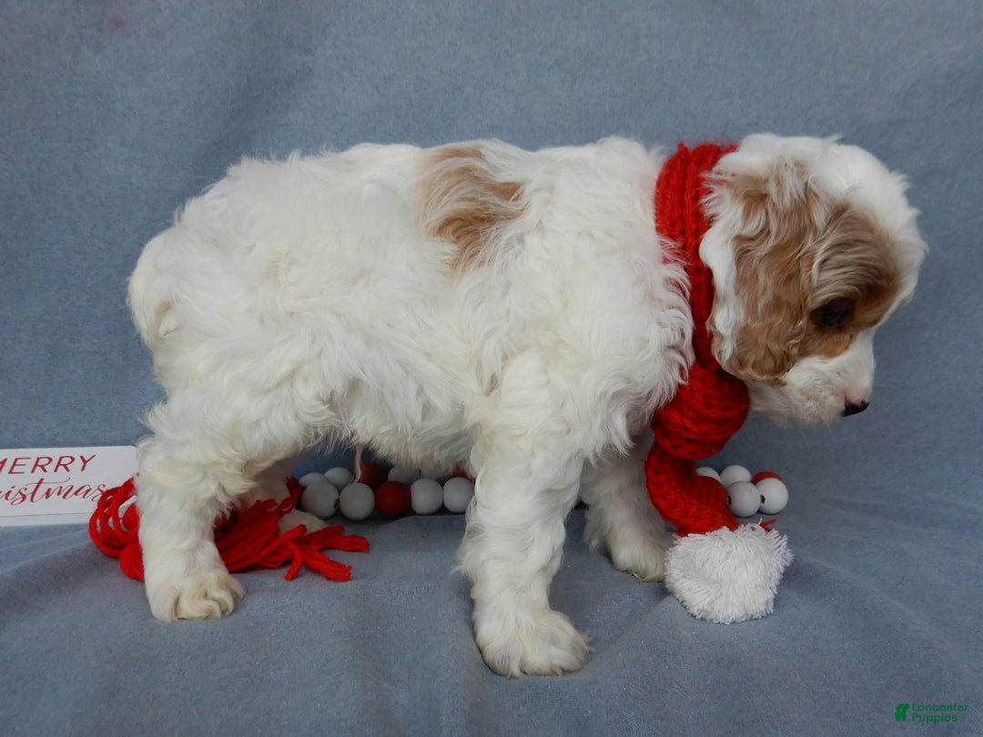 Cockapoo dogs for sale: Teddy - Ad 2