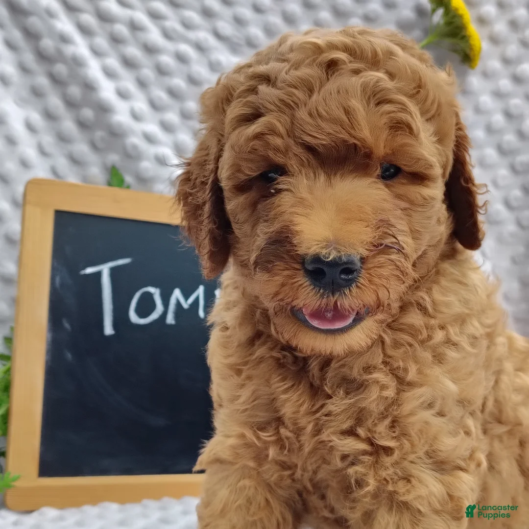 Mini Goldendoodle dogs for sale: Tommy - Ad 1