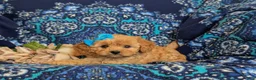 Cavapoo dogs for sale: Chrissa - Ad 5