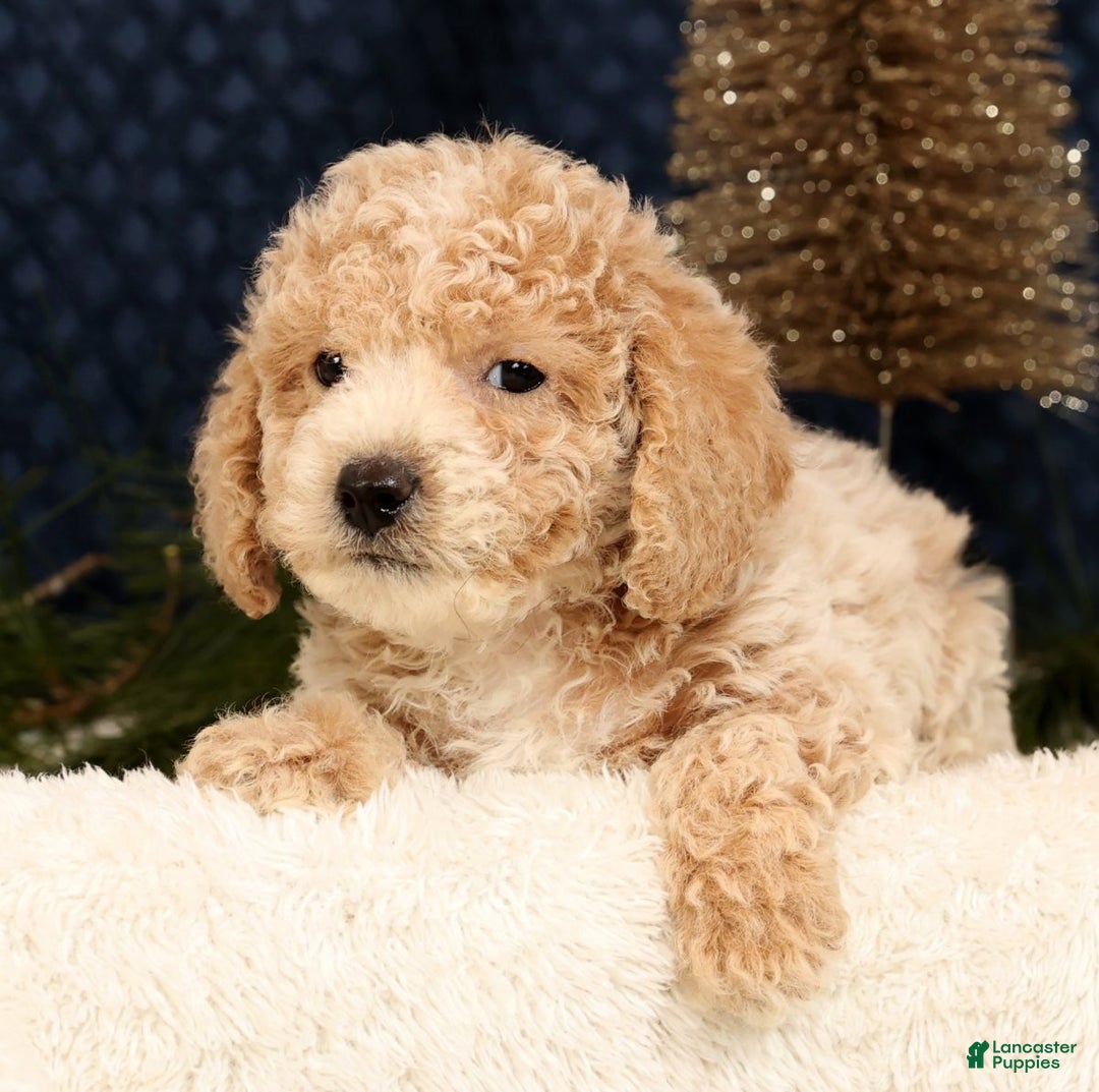 Bichpoo dogs for sale: Ike - Ad 7