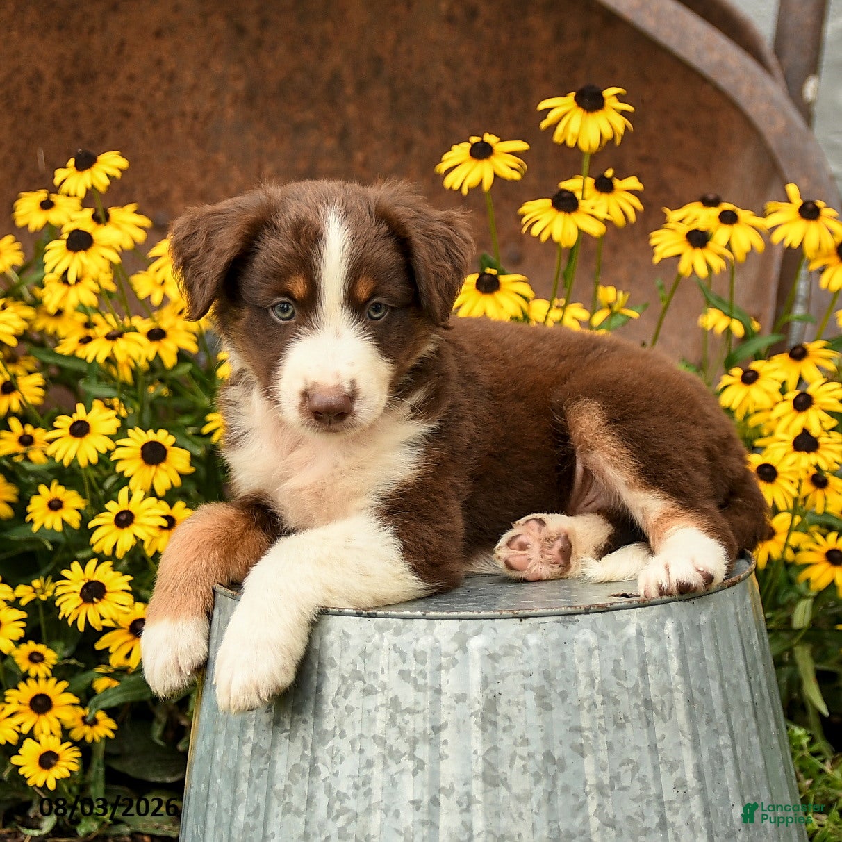 Australian Shepherd dogs Fletcher - Ad 2