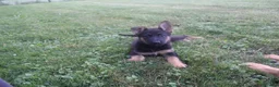 German Shepherd dogs for sale: Sofea - Ad 3