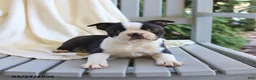 Boston Terrier dogs for sale: Checkers - Ad 3