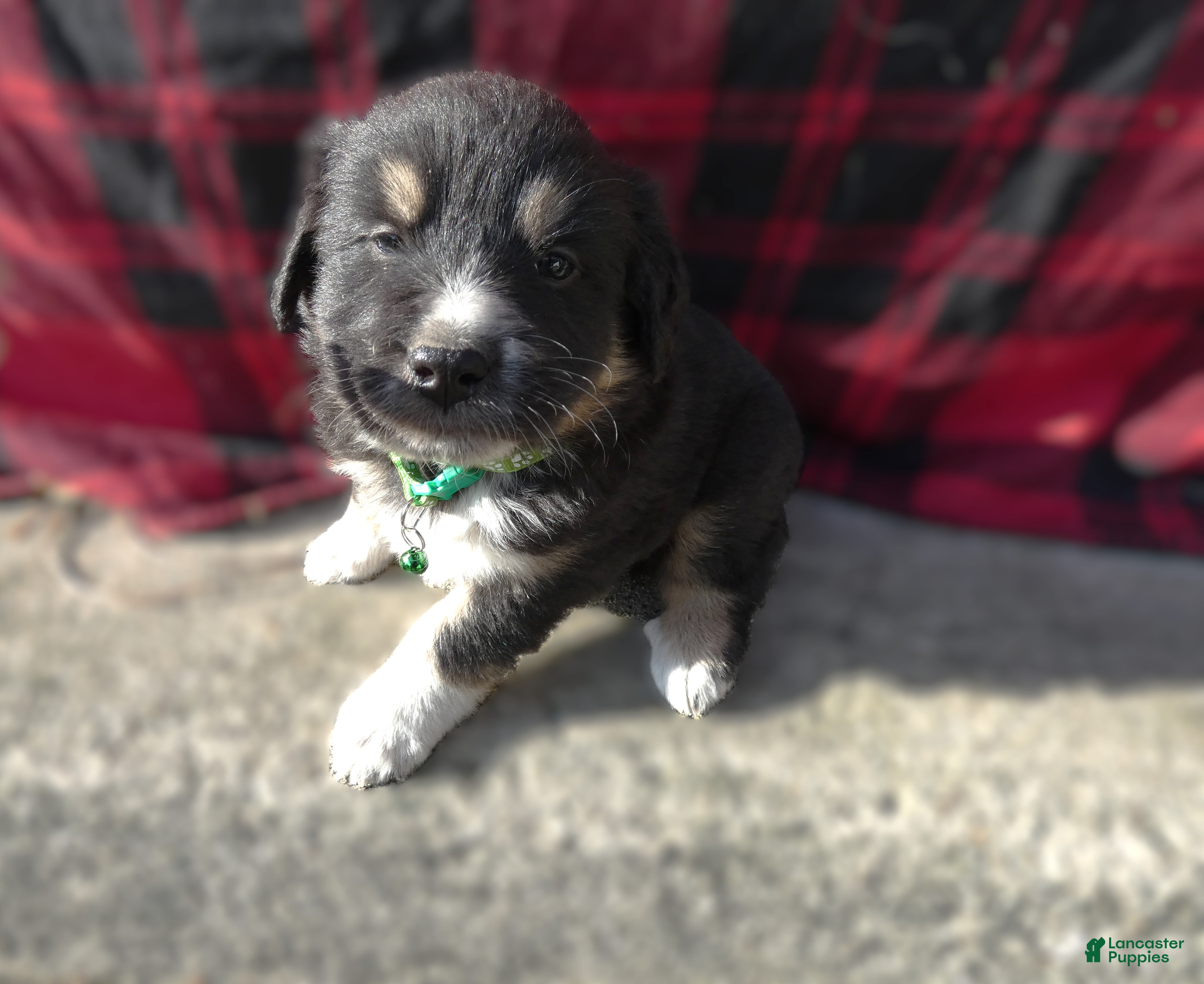 Great Pyrenees dogs Great Pyrenees Puppy 4 Sampson - Ad 36
