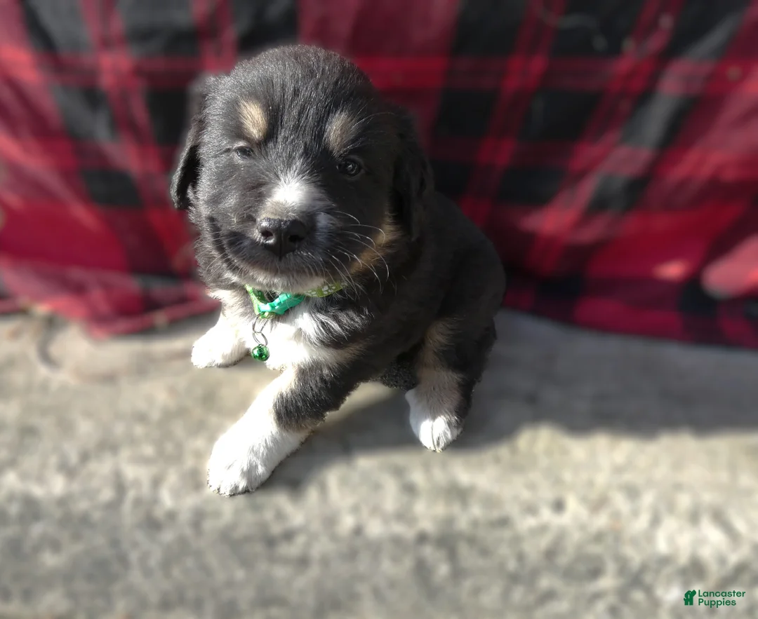 Great Pyrenees dogs for sale: Great Pyrenees Puppy 4 Sampson - Ad 2