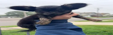 Nibbler