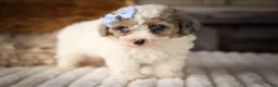 Miniature Poodle dogs for sale: Juno🦴  - Ad 9