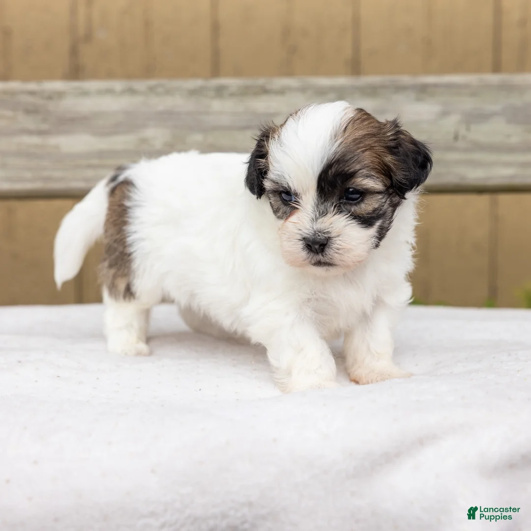 Teddy Bear dogs for sale: Elm - Ad 7