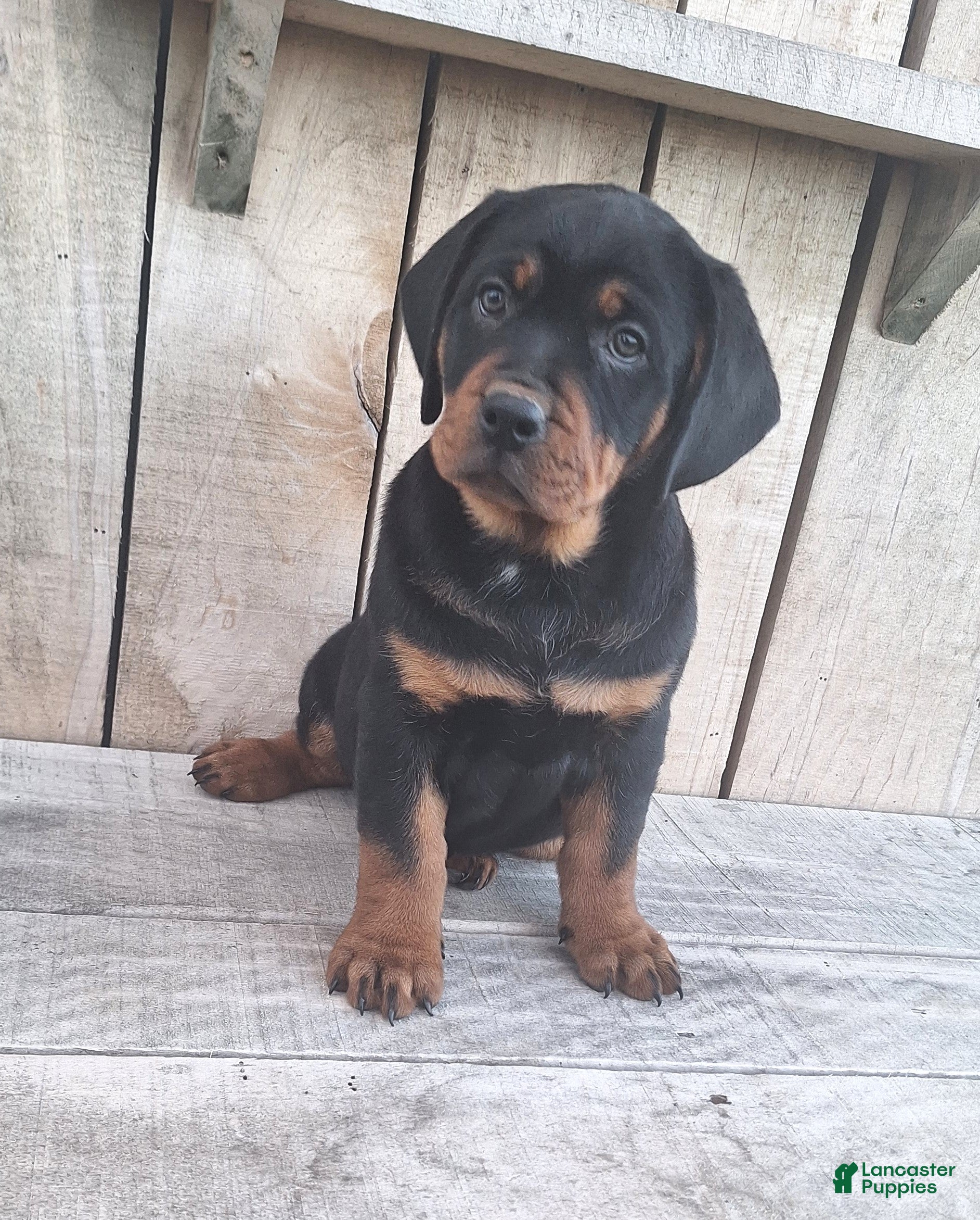 Mixed Breed dogs Jane - Ad 1