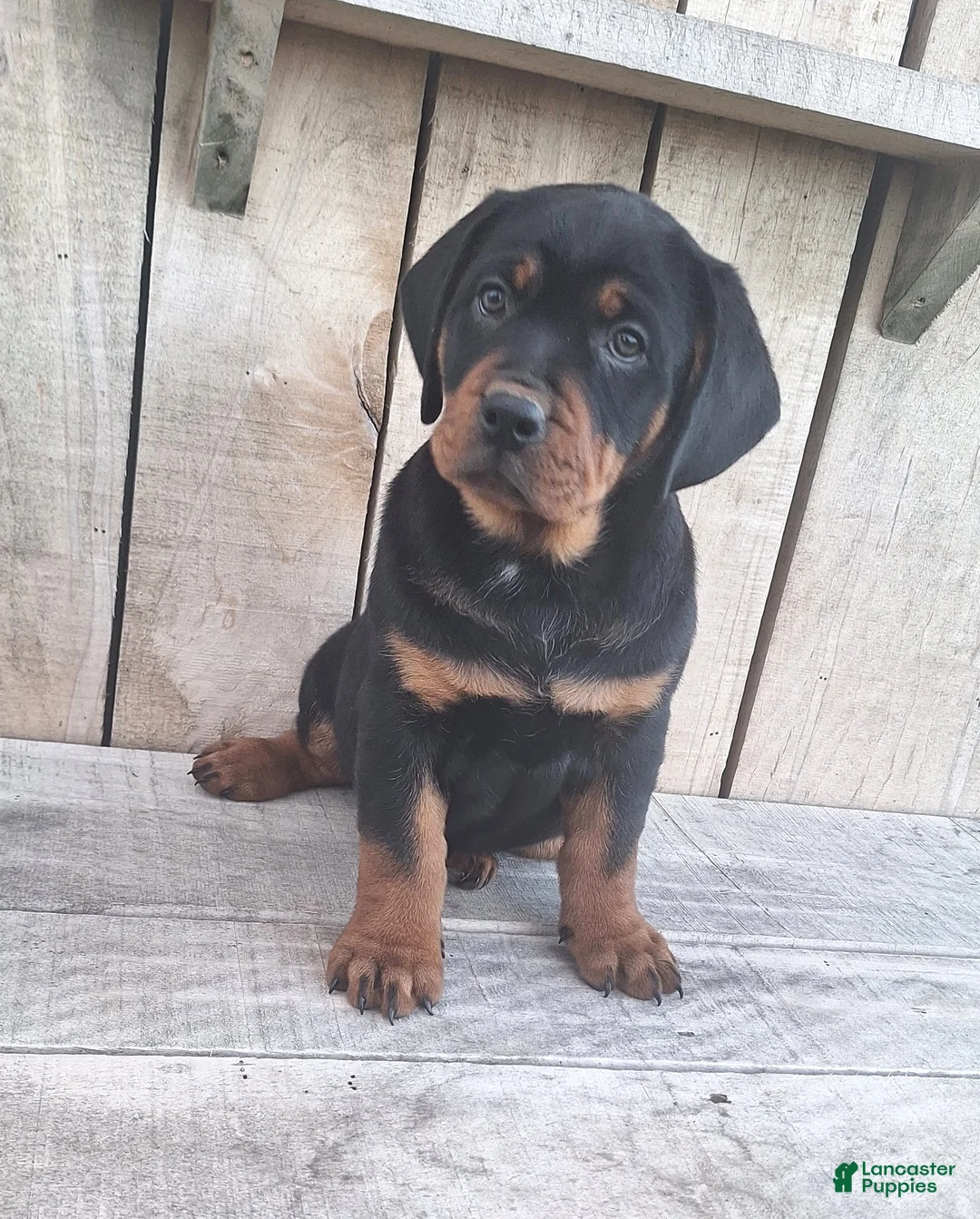 Mixed Breed dogs for sale: Jane - Ad 1