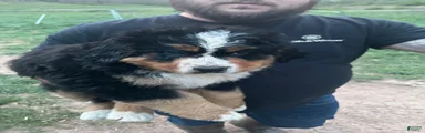 Bernese Mountain Dog Puppy 1