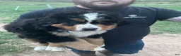 Bernese Mountain Dog dogs for sale: Bernese Mountain Dog Puppy 1 - Ad 1