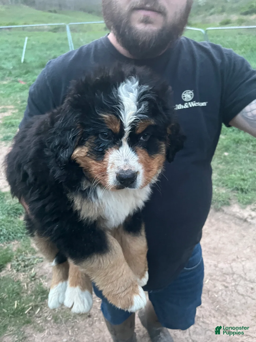 Bernese Mountain Dog dogs for sale: Bernese Mountain Dog Puppy 1 - Ad 1