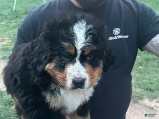 Bernese Mountain Dog dogs for sale: Bernese Mountain Dog Puppy 1 - Ad 1