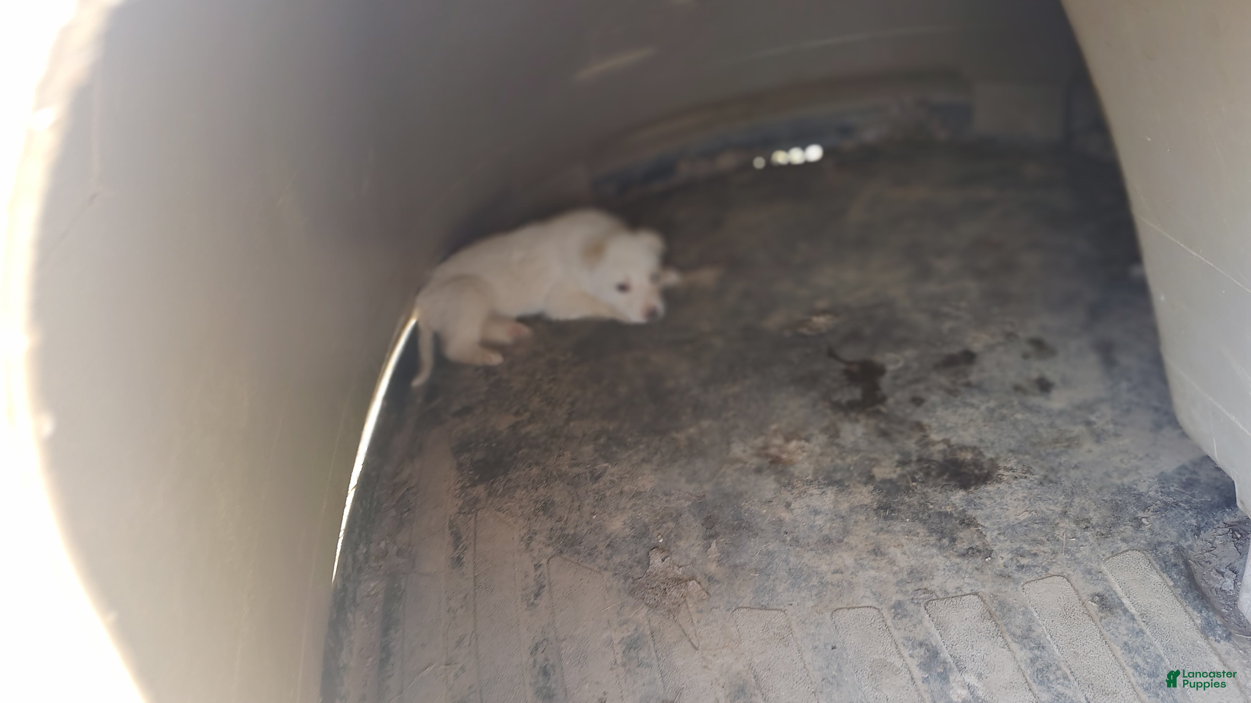 German Shepherd dogs German Shepherd Puppy 5 - Ad 36