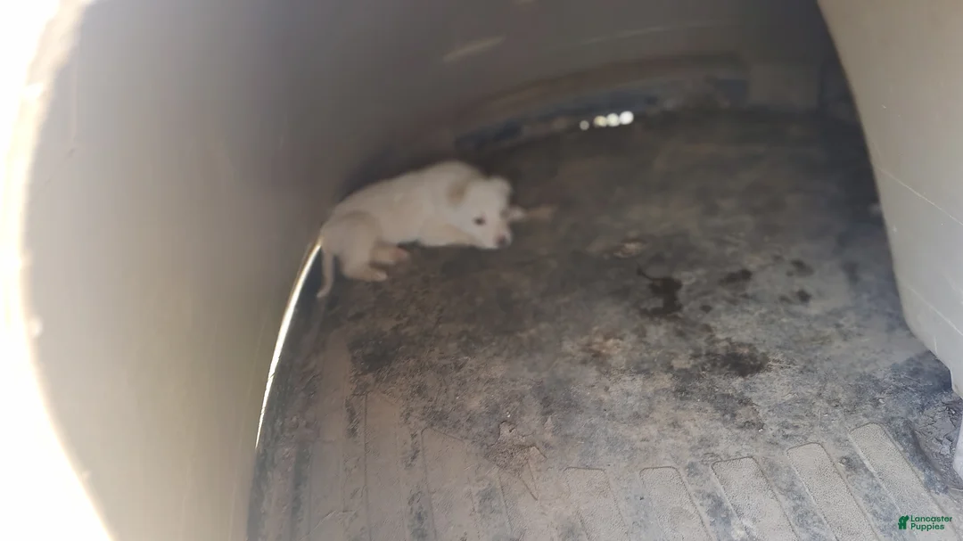 German Shepherd dogs for sale: German Shepherd Puppy 5 - Ad 1