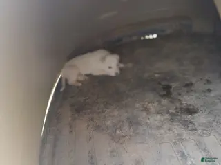 German Shepherd dogs German Shepherd Puppy 5 - Ad 4