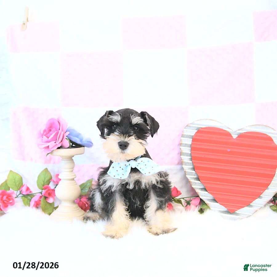 Miniature Schnauzer dogs Clark - Ad 3