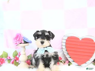 Miniature Schnauzer dogs Clark - Ad 3