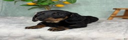Miniature Dachshund dogs for sale: Dolly - Ad 4