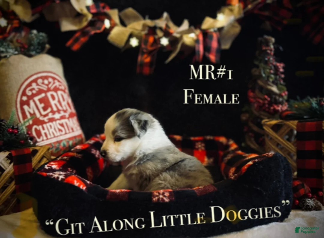 Australian Shepherd dogs for sale: MR#1 - Ad 4